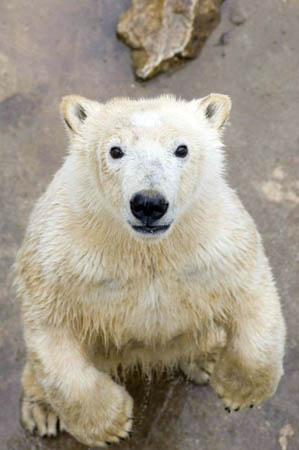 Budapest, Hungary: Jorek, the one-year-old, 150kg polar bear cub