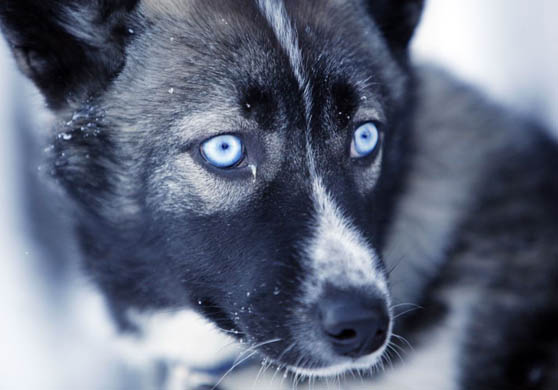 Svalbard, Norway: A young husky pup who will soon be used as a sled dog