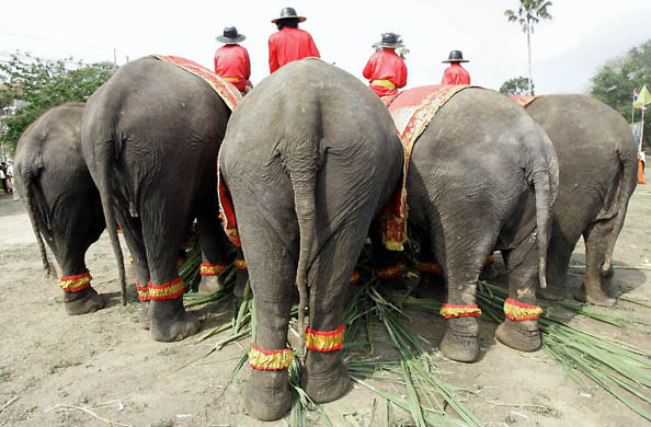 Ayutthaya, Thailand: Elephants eat fruits during the round table feeding ceremony