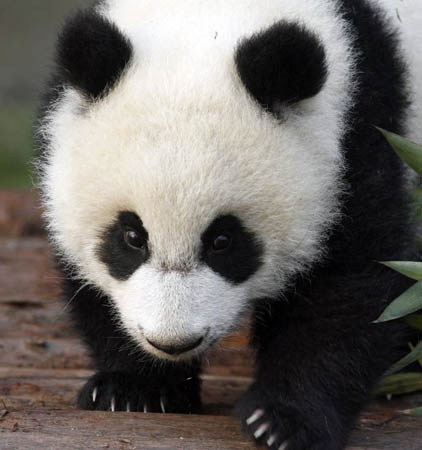 A baby panda at the Chengdu Research Base of giant panda Breeding