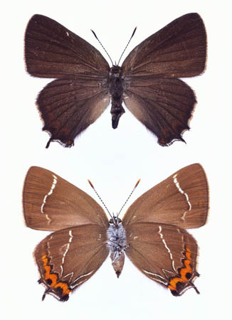White letter hairstreak