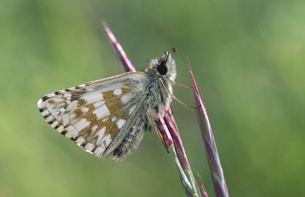 Grizzled skipper