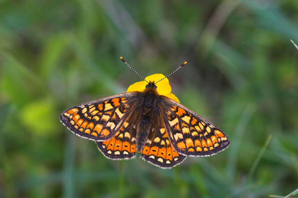 Marsh fritillary