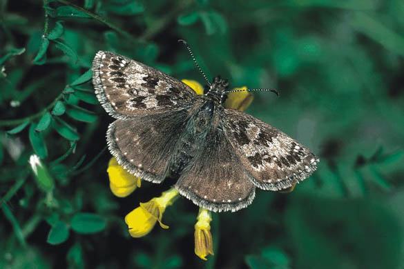 Dingy skipper