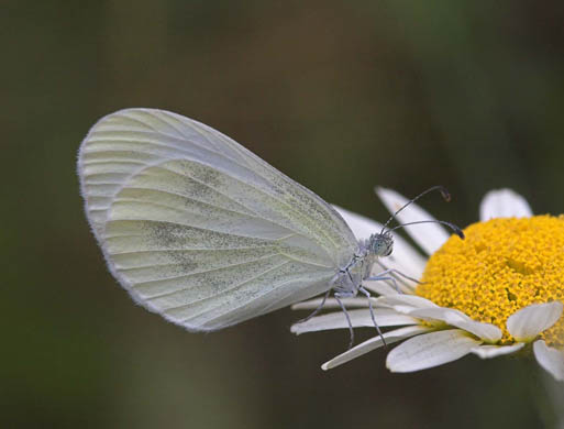 Wood white