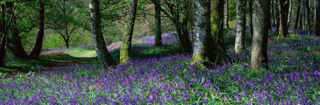A bluebell wood in Monzievaird