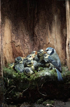 A blue tit feeding its young