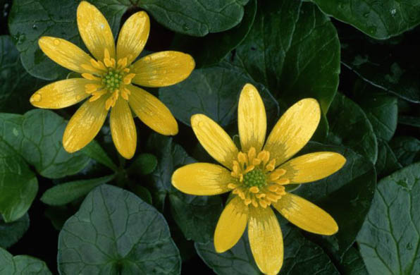 Lesser celandine