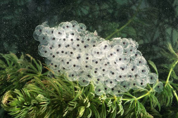 Frogspawn of the common frog