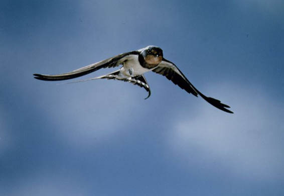 A swallow in flight