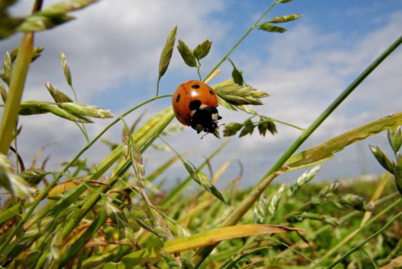 A ladybird