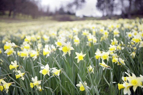Daffodils in bloom