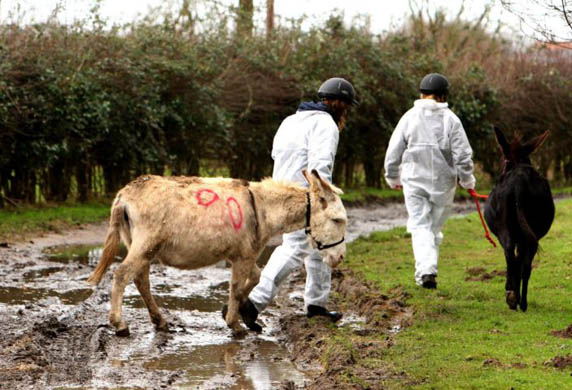 A donkeys in quarantine is led away at Redwing's Horse Sanctuary