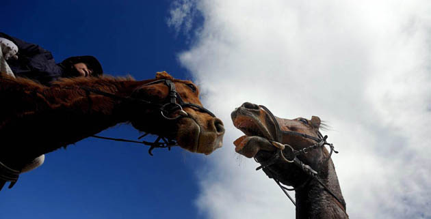 Two horses during celebrations marking the traditional holiday 'Todorov den' also known as Horse Easter