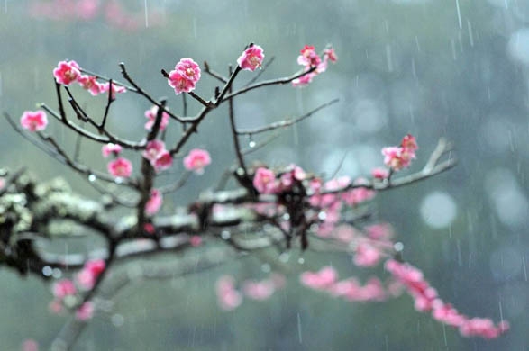 Plum blossoms in the rain in the grounds of Hongu Grand shrine