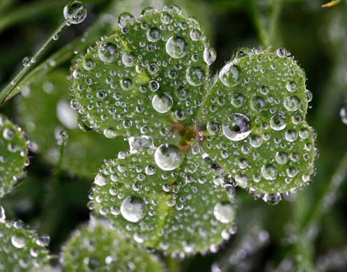 Raindrops cling to a three-leaf clover