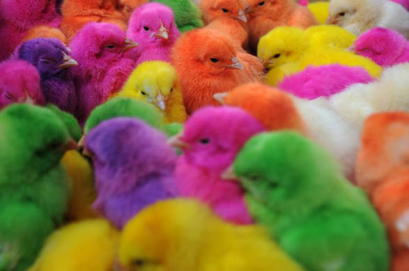 Isfahan, Tehran: Coloured chicks in a bazar