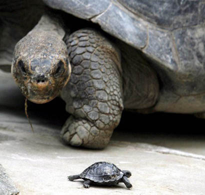 Galapagos tortoise Nigrita maintains a maternal watch over her newly born offspring