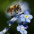 A honey bee on a bouquet of forget-me-nots
