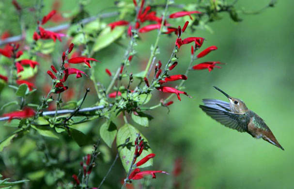 A hummingbird moves in to drink nectar from hundreds of salvia elegance blossoms at the Fullerton arboretum