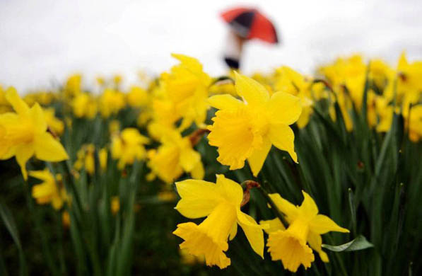 Newcastle, UK: A field of daffodils