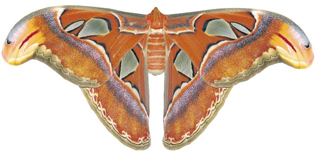 Atlas Moth (Attacus atlas)