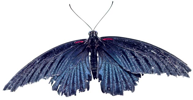 Great Mormon (Papilio memnon)