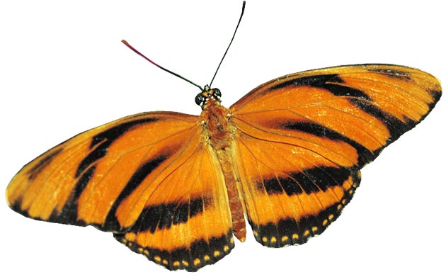 Banded Orange/Orange Tiger (Dryadula phaetusa)