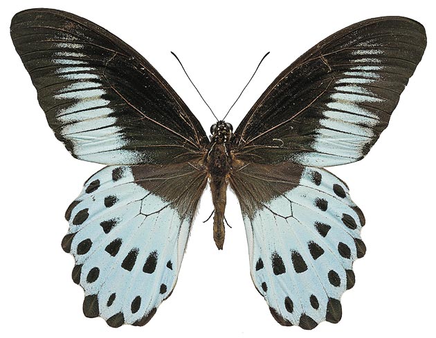 large butterflies