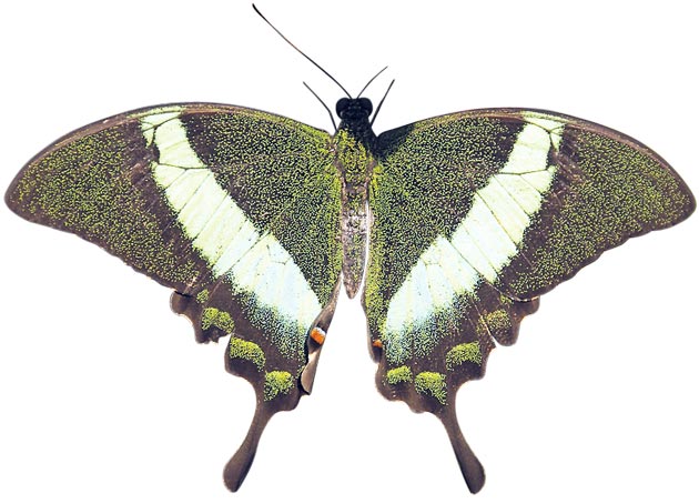 Green Banded Peacock (Papilio palinurus)