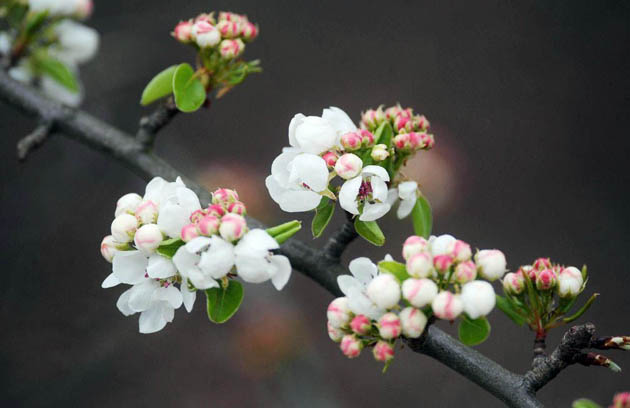 Surrey, UK: Blossom in Richmond park