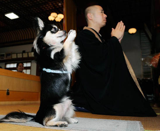 Conan, a male Chihuahua, joins his hands in prayer beside Buddhist priest Joei Yoshikuni at Jigenin temple