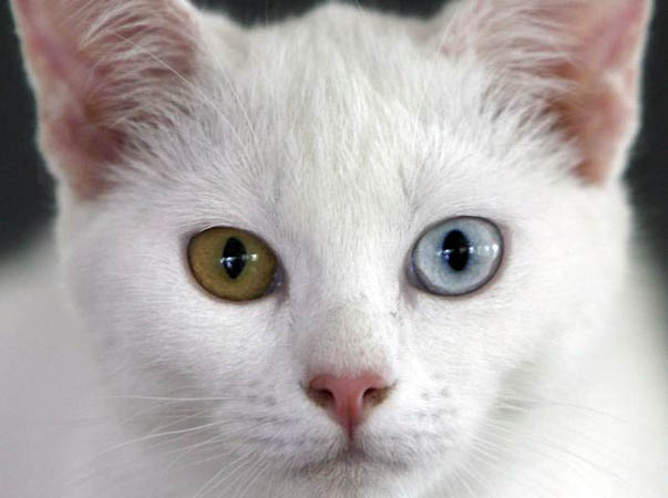 A diamond-eye Thai cat or 'Khao Manee'