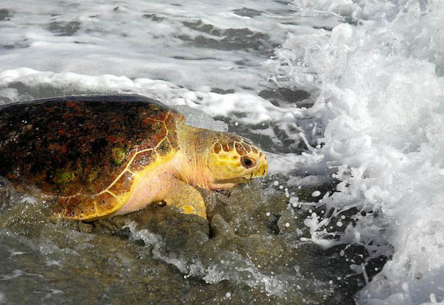Urchin, loggerhead sea turtle