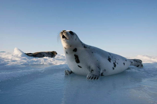 Charlottetown, Canada: A harp seal pup lies on an ice floe