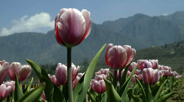 Tulips in full bloom at the Siraj garden which has over 1.2 million tulip bulbs of around 60 varieties