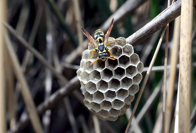 Amman, Jordan: A hornet on a honeycomb