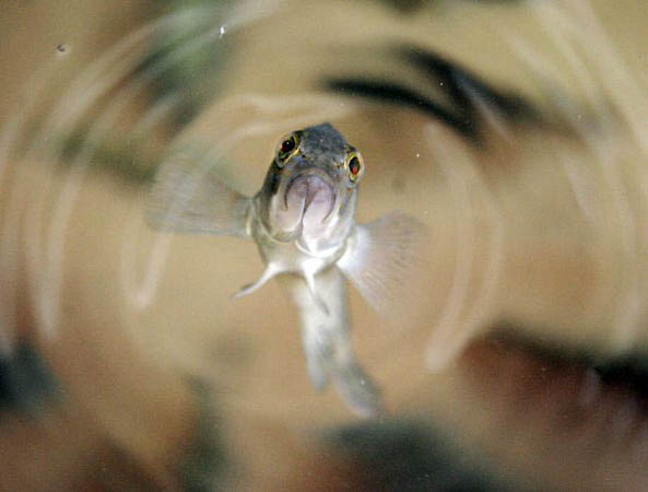A six-month-old sea bass swims to the water surface in a tank at the Marine Biological Laboratory