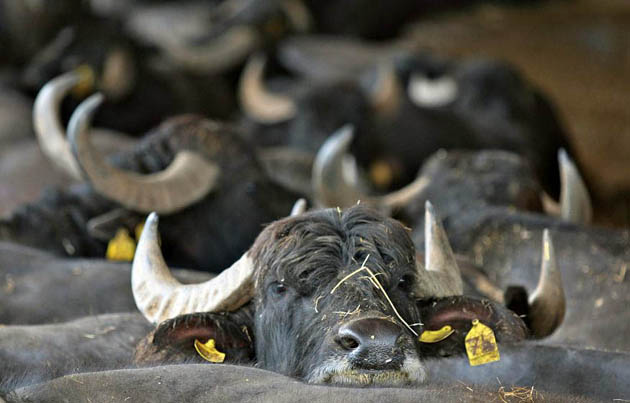 Ciorlano, Italy: Buffalo at a farm