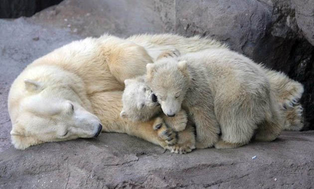Moscow, Russia: Two polar bear cubs and their mother in Moscow zoo