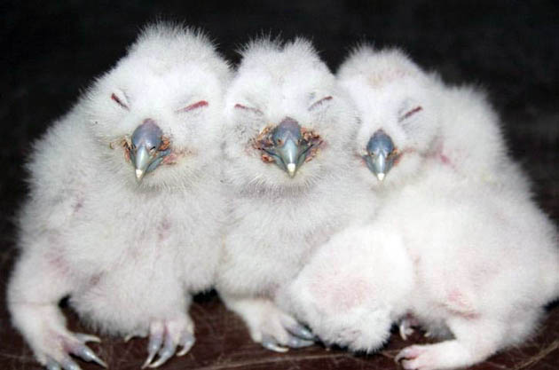 Leiferde, Germany: Three brown owl siblings
