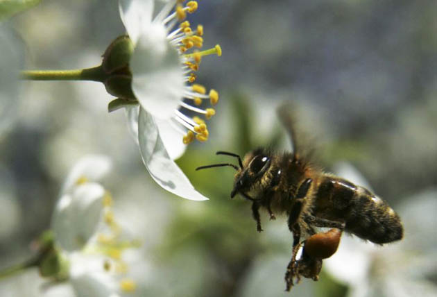 A bee flies to a flower