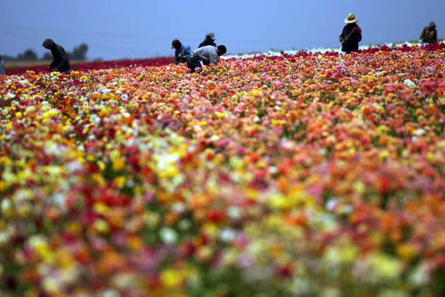 Workers harvest flowers