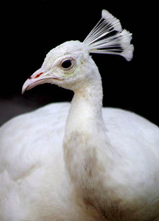 A white peacock in its enclosure at Alipore zoo in Calcutta, India