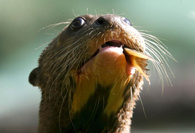 A young Giant Otter eats fish in the outdoor enclosure at Hagenbeck zoo in Hamburg, Germany
