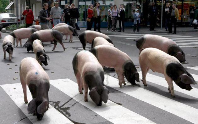 A group of Schwaebische-Hallische pigs is driven through the city centre of Stuttgart, Germany