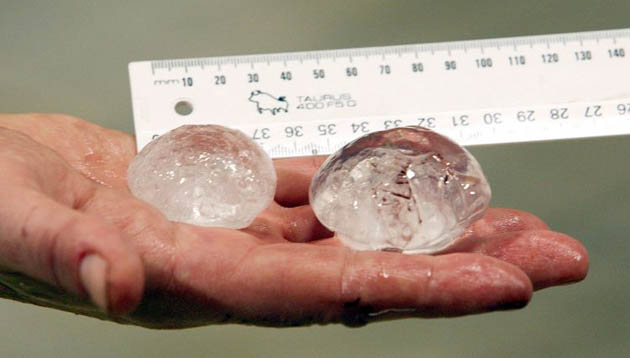 Dr Eric Warant from the University of Lund in Sweden displays the eyes of a giant squid at the Te Papa Museum