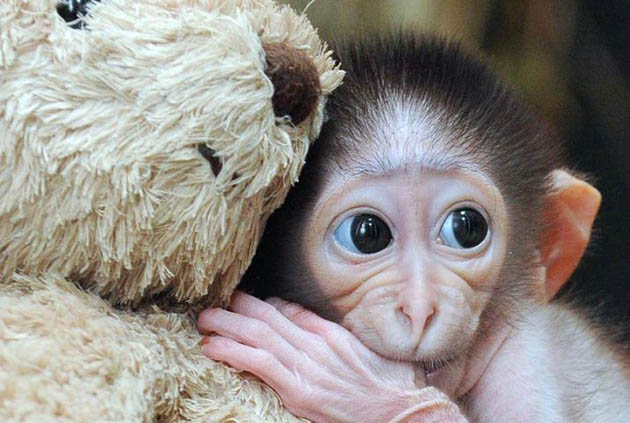 Conchita, a three week old white-naped mangabey monkey