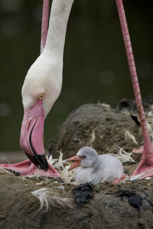 A male greater flamingo cares for a day-old chick at the San Diego Zoo's Wild Animal Park