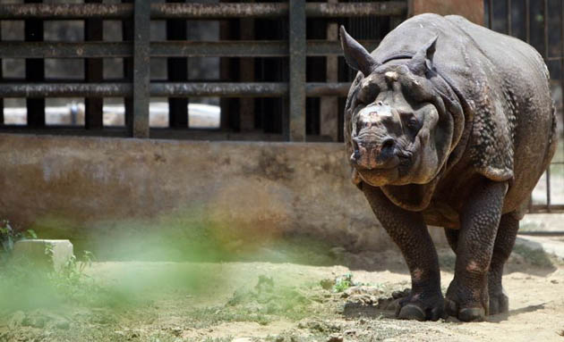 Shiva a male rhinoceros